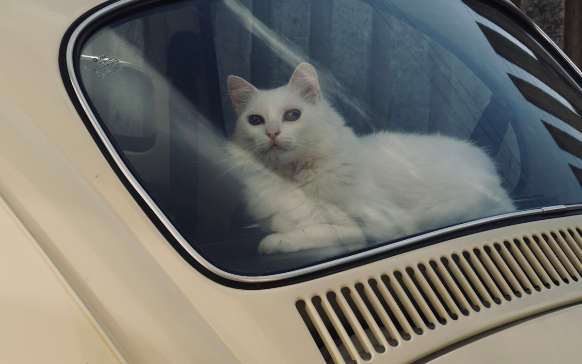Keep Your Pets Safe